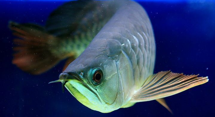 金龍魚屬于什么魚（金龍魚在風水中的寓意是什么金龍魚在風水中的寓意是什么）