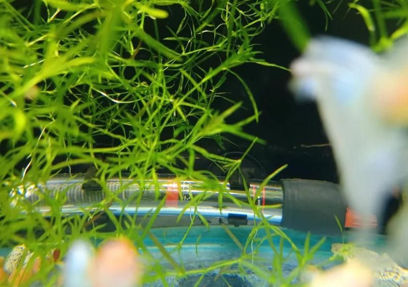 西龍魚缸加熱棒怎么樣