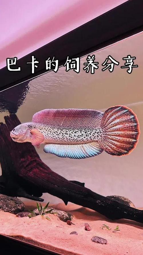 最貴的雷龍魚叫什么魚圖片大全視頻