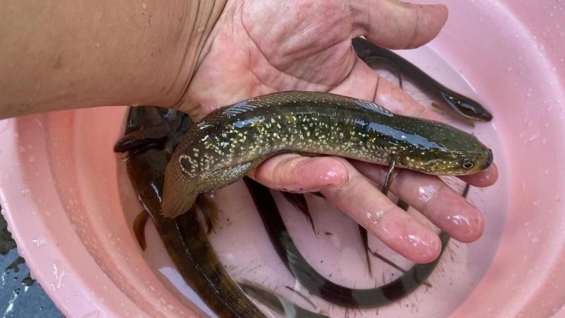 最貴的雷龍魚叫什么魚圖片大全視頻
