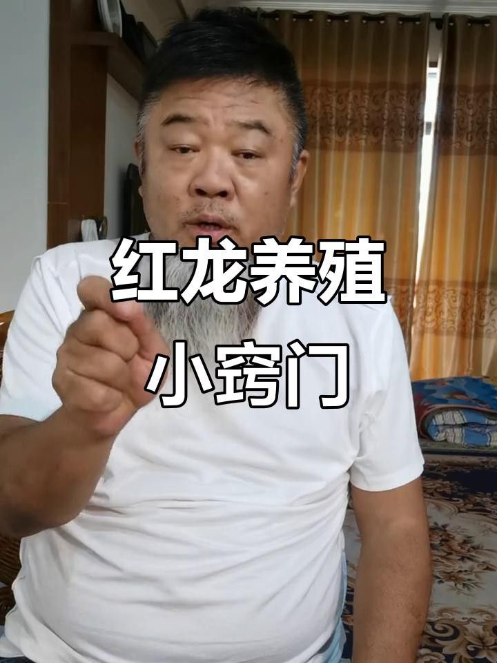 印尼紅龍魚苗如何飼養(yǎng)