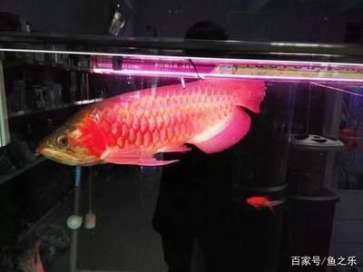 龍魚最佳濾材有哪些：選擇龍魚最佳濾材時