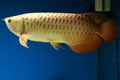 龍魚最佳濾材有哪些：選擇龍魚最佳濾材時
