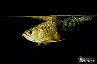 龍魚入缸幾天可以喂食，如何判斷龍魚喂食過量的危害，龍魚活餌處理方法