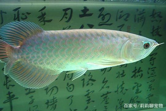 青龍魚圖片（關于青龍魚的一些高清圖片）