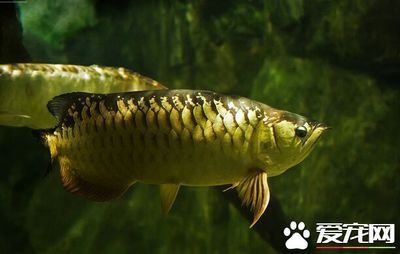 青龍魚圖片（關于青龍魚的一些高清圖片）