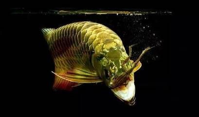 最近龍魚不愛吃東西了怎么回事呀怎么辦