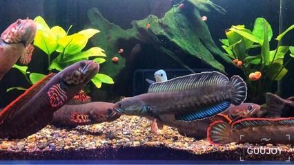 雷龍魚能混養嗎：如何判斷雷龍魚的性格，雷龍魚混養的日常管理