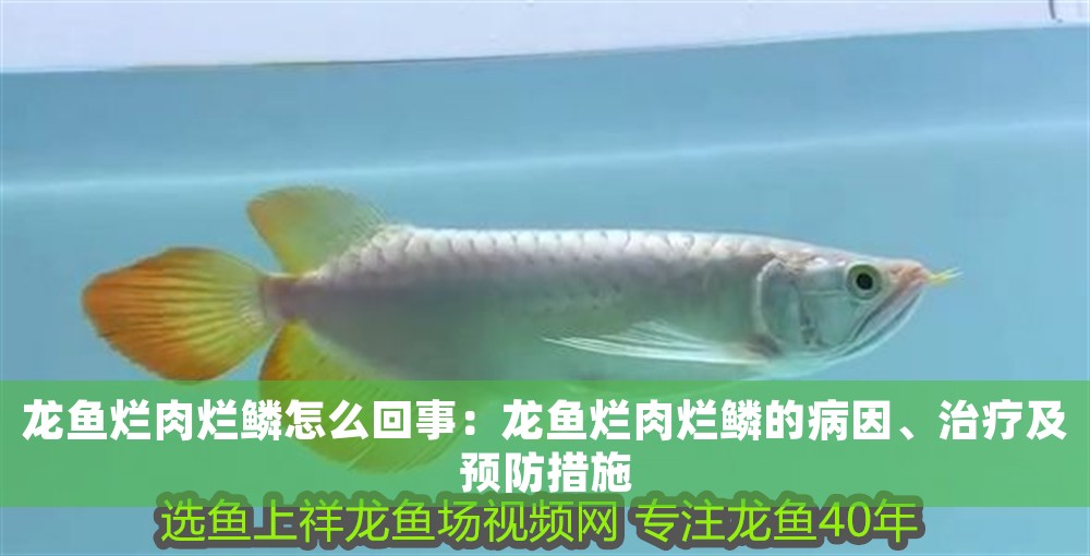 龍魚(yú)爛肉爛鱗怎么回事：龍魚(yú)爛肉爛鱗的病因、治療及預(yù)防措施