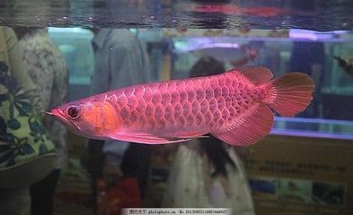 紅龍魚25cm大概多少錢一條（紅龍魚價格受多種因素影響）