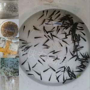 龍魚幼苗在27度能活嗎怎么養(yǎng)：龍魚幼苗在27度環(huán)境下飼養(yǎng)時需要注意以下幾點