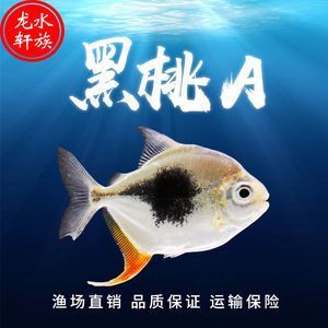 黑桃A和龍魚混養(yǎng)注意事項(xiàng)（黑桃a銀板魚和龍魚混養(yǎng)技術(shù)） 黑桃A和龍魚混養(yǎng)注意事項(xiàng)（黑桃a銀板魚和龍魚混養(yǎng)技術(shù)） 龍魚百科 第2張