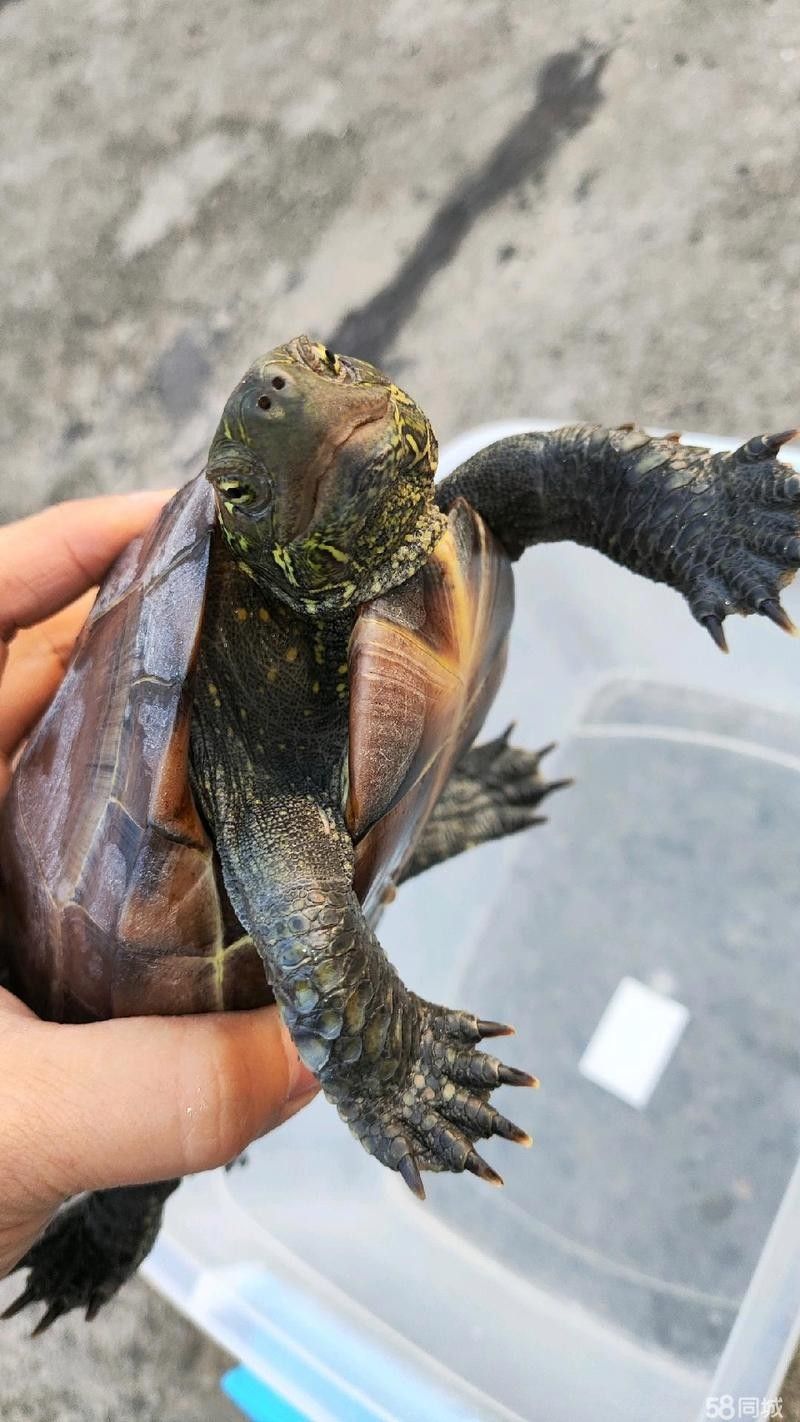 銀龍魚回收
