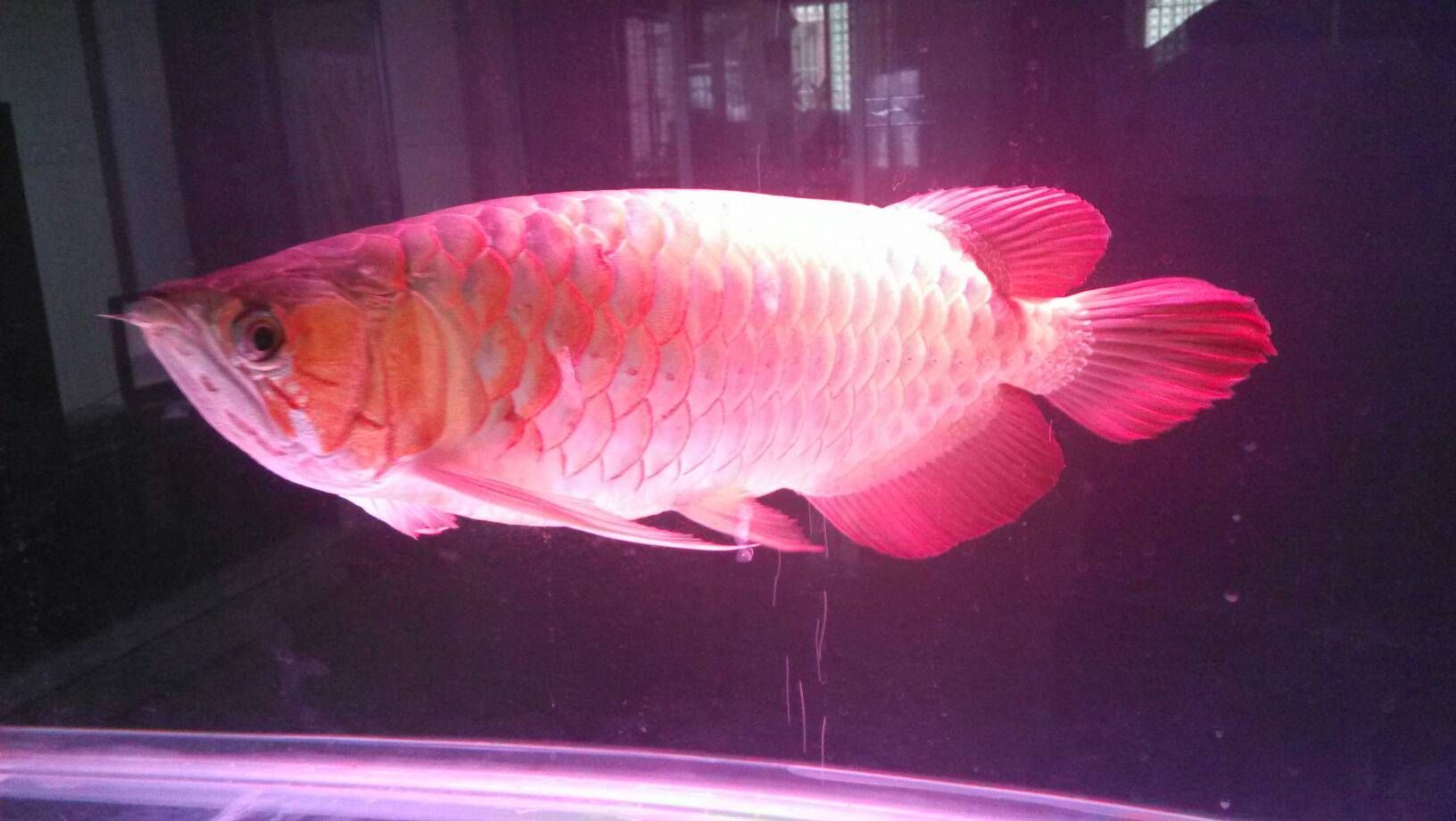 龍魚多少錢一斤2023：2023年龍魚的價格