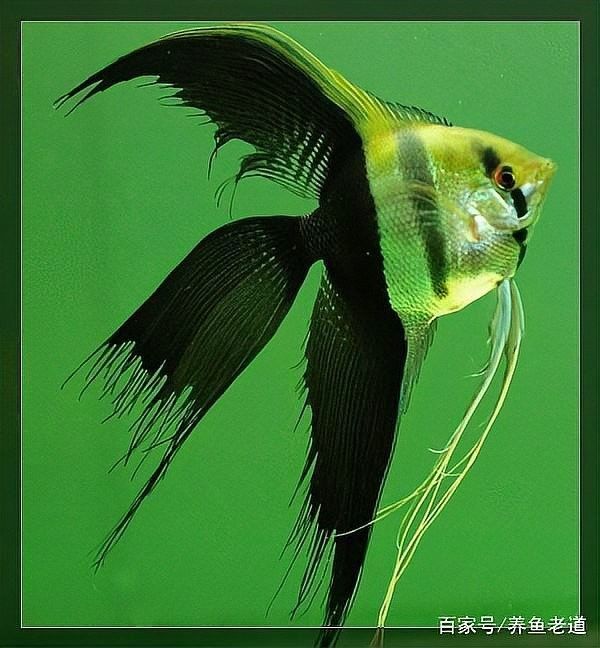 龍魚短身好還是長身好