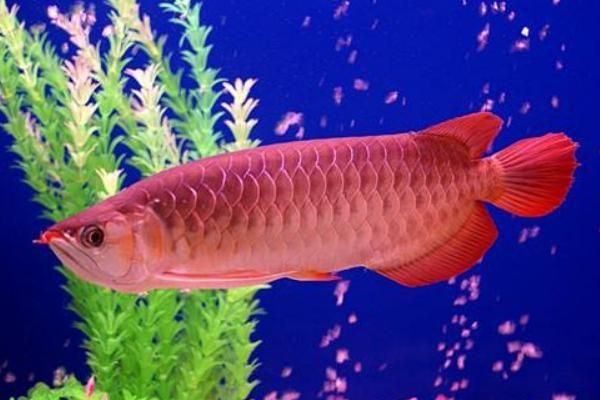 紅龍魚魚鱗變黑怎么回事（紅龍魚魚鱗變黑可能由多種因素引起，紅龍魚魚鱗片變黑的原因）