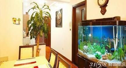 一進門正對著魚缸好嗎風水，如何布置魚缸提升家居風水