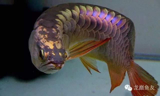 紅龍魚尾鰭爛了怎么辦：紅龍魚尾鰭爛了怎么辦紅龍魚尾鰭爛了怎么辦