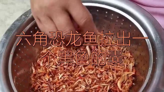 六角恐龍魚不愛動(dòng)怎么辦