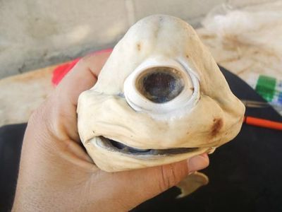 白子球鯊魚幼體常見疾病，白子球鯊魚幼體常見疾病包括白點病和細菌性敗血癥 白子球鯊魚幼體常見疾病，白子球鯊魚幼體常見疾病包括白點病和細菌性敗血癥 龍魚百科 第2張
