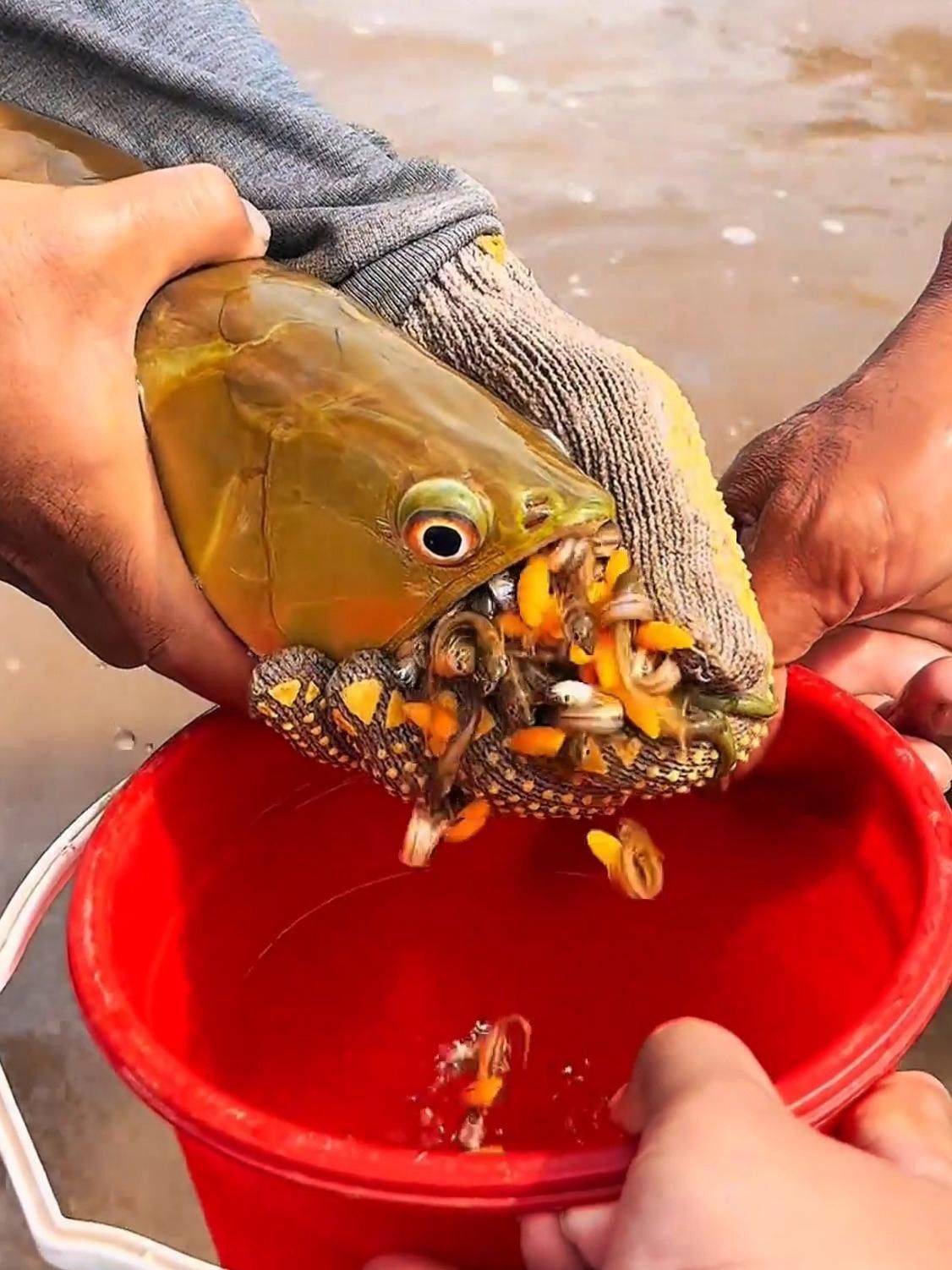 如何飼養金龍魚苗？