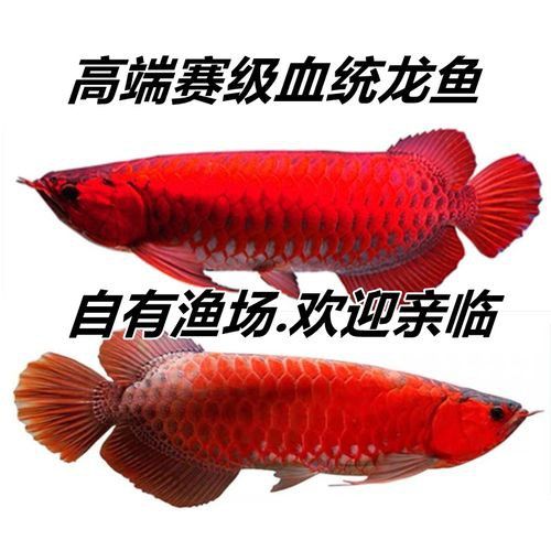 紅龍魚排行榜前十名品種圖片