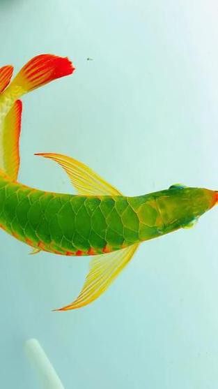 紅龍魚排行榜前十名品種圖片
