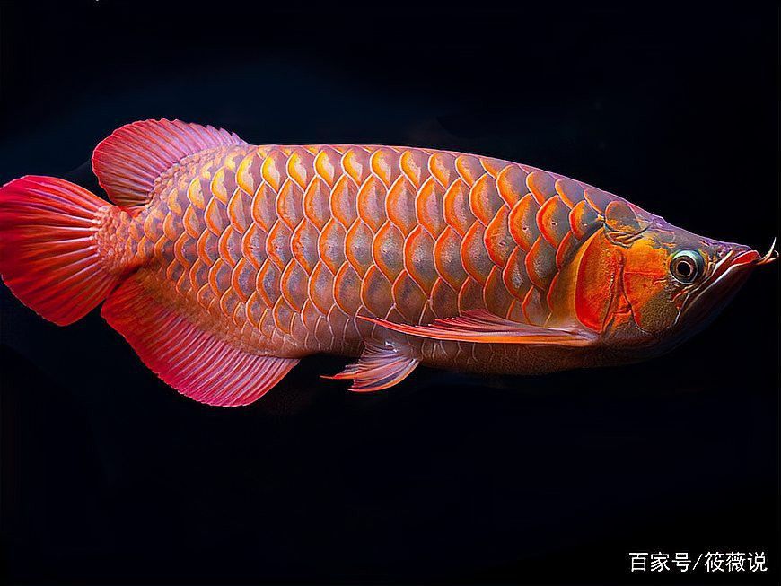 紅龍魚排行榜前十名品種圖片