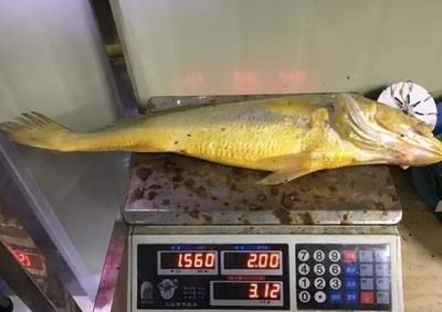 揭陽金龍魚：揭陽金龍魚信息發布中心