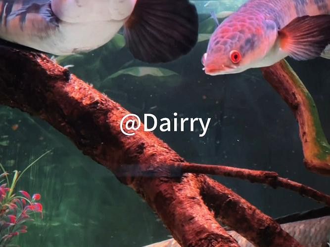 紅帝王雷龍魚怎么養發色好看