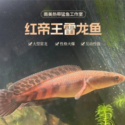 紅帝王雷龍魚怎么養發色好看