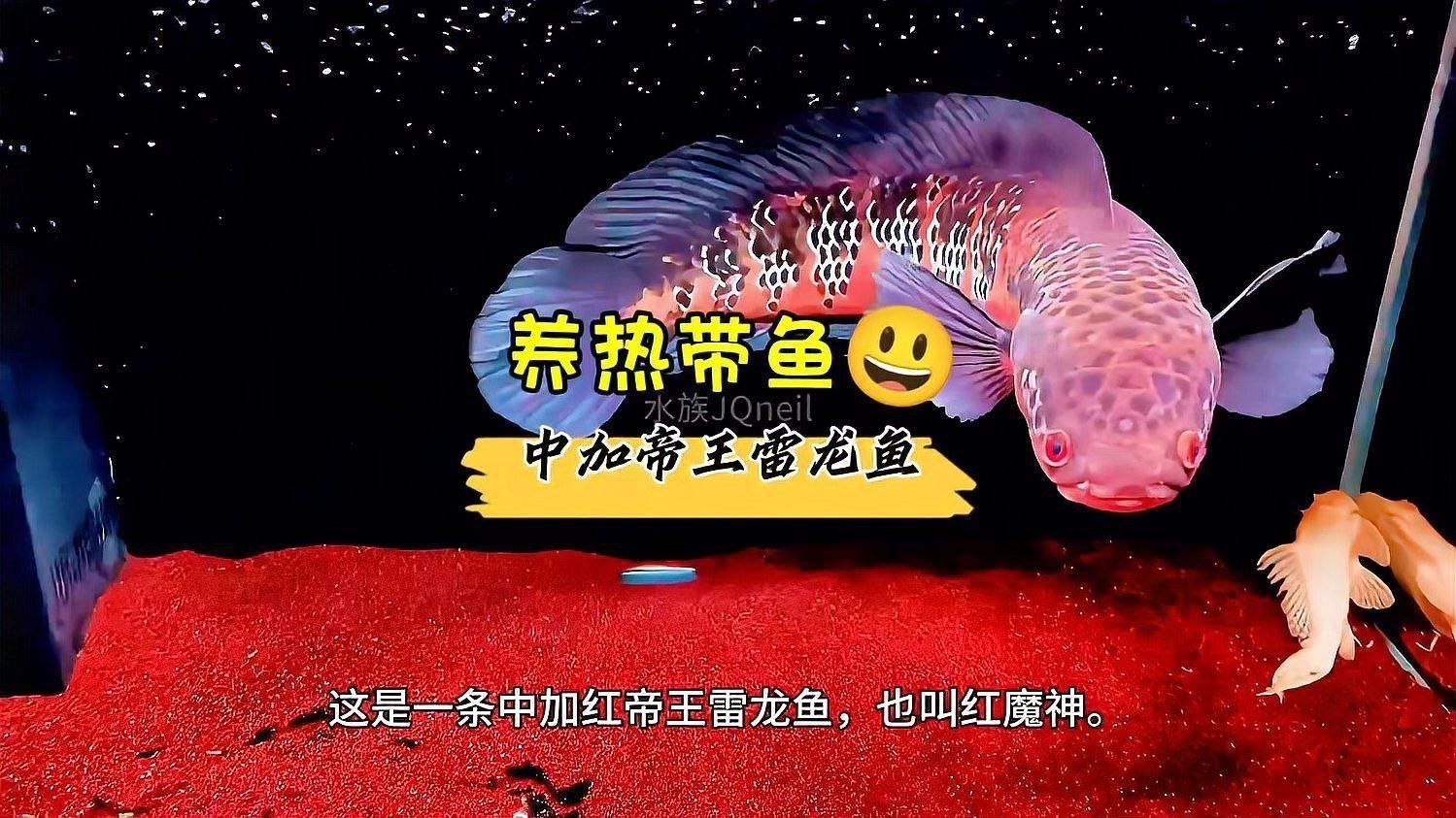 紅帝王雷龍魚怎么養發色好看