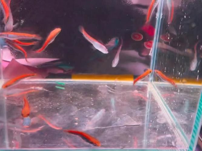 紅帝王雷龍魚怎么養發色好看