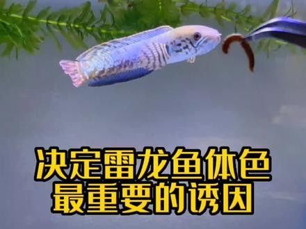 紅帝王雷龍魚怎么養發色好看