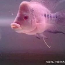 龍魚的糞便顏色可以反映出其身體健康狀況，龍魚的屎怎么處理：龍魚的糞便怎么處理