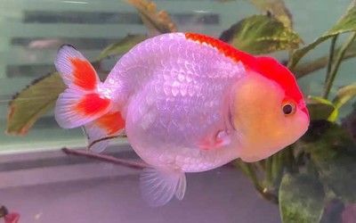 龍魚哪個品種好看一點又好養的（神仙龍魚水質管理技巧金龍魚水質管理技巧）