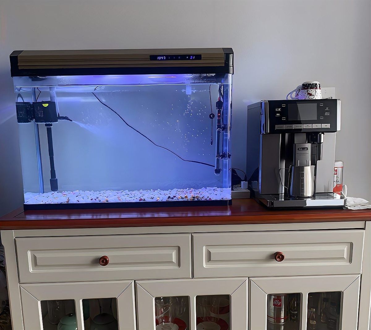 龍魚驅蟲和檢疫的區別