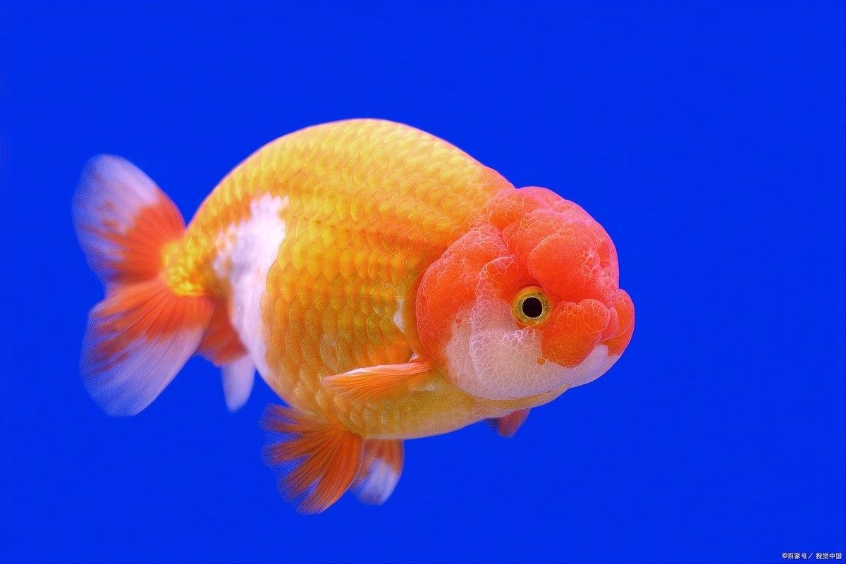 龍魚驅蟲和檢疫的區別