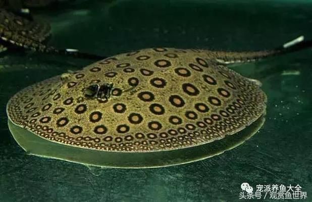 龍魚常備藥物有哪些藥名：龍魚常備藥物 龍魚常備藥物有哪些藥名：龍魚常備藥物 龍魚百科 第1張