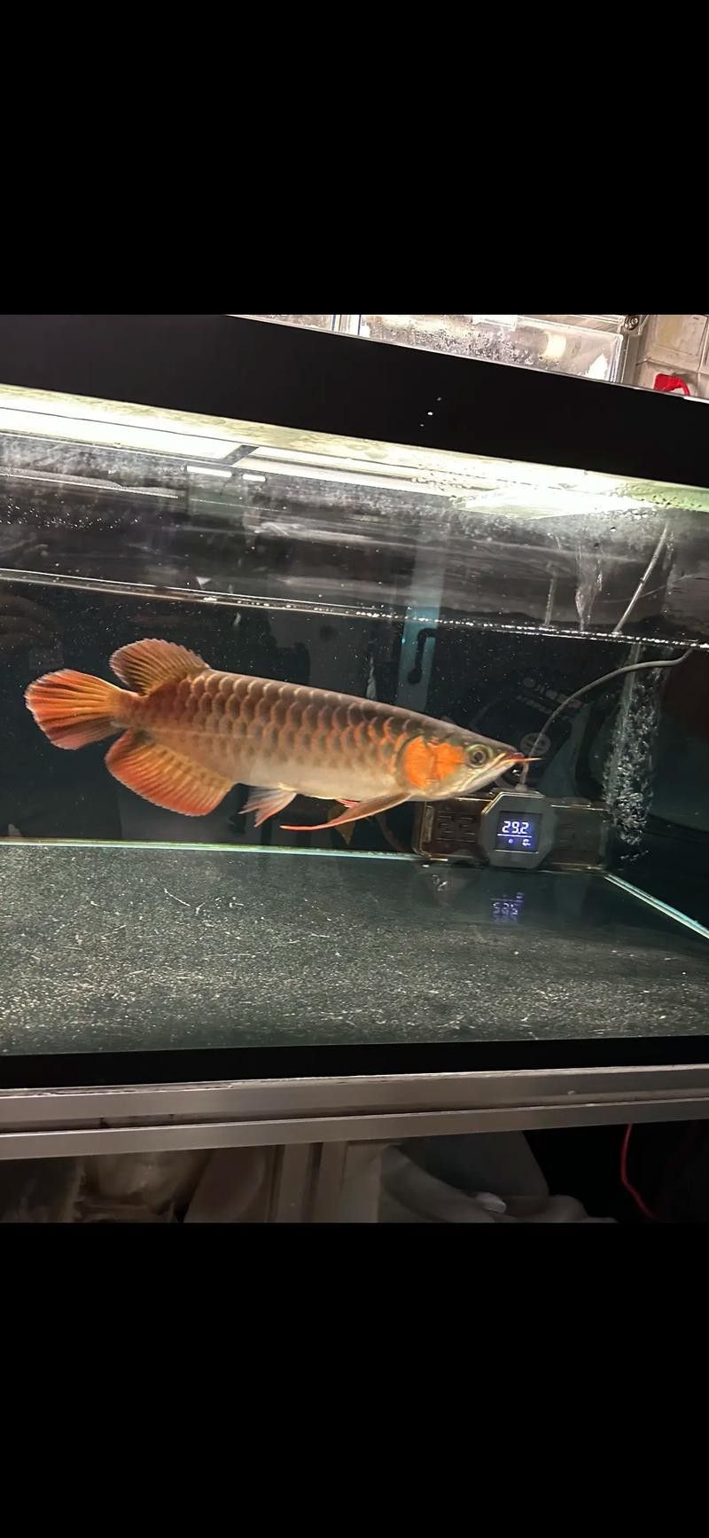 紅龍魚價(jià)格大全