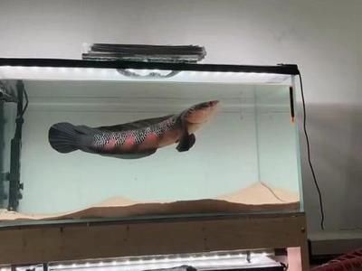 紅魔王銀版魚(yú)購(gòu)買(mǎi)渠道，紅魔王銀版魚(yú)養(yǎng)殖技巧紅魔王銀版魚(yú)養(yǎng)殖技巧