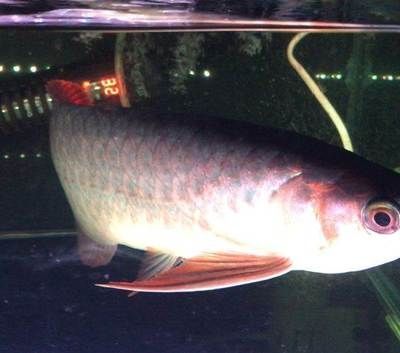 紅魔王銀版魚(yú)購(gòu)買(mǎi)渠道，紅魔王銀版魚(yú)養(yǎng)殖技巧紅魔王銀版魚(yú)養(yǎng)殖技巧