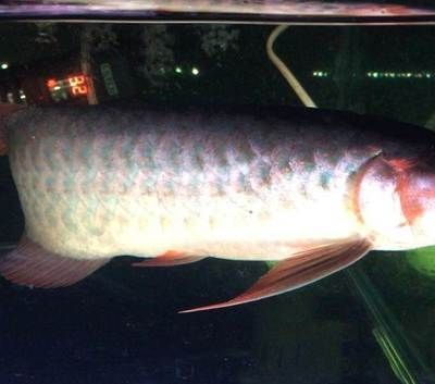 紅魔王銀版魚(yú)購(gòu)買(mǎi)渠道，紅魔王銀版魚(yú)養(yǎng)殖技巧紅魔王銀版魚(yú)養(yǎng)殖技巧