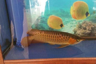 喂龍魚的小魚：喂養(yǎng)龍魚的小魚種類多樣