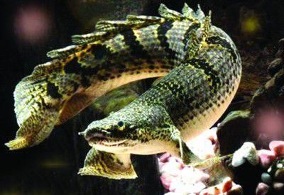 恐龍魚有幾種（恐龍魚品種分類） 恐龍魚有幾種（恐龍魚品種分類） 龍魚百科 第5張