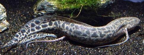 恐龍魚有幾種（恐龍魚品種分類） 恐龍魚有幾種（恐龍魚品種分類） 龍魚百科 第4張