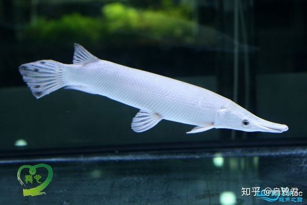白化火箭魚適宜的水族箱尺寸：白化火箭魚的水族箱尺寸