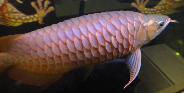 龍魚炸鱗身上有白色物（龍魚炸鱗身上有白色物可能是由多種原因引起的，獸醫的建議來確定）
