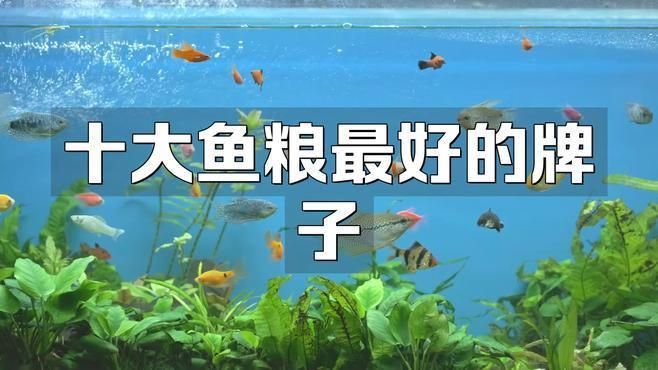 金魚糧哪個牌子最靠譜