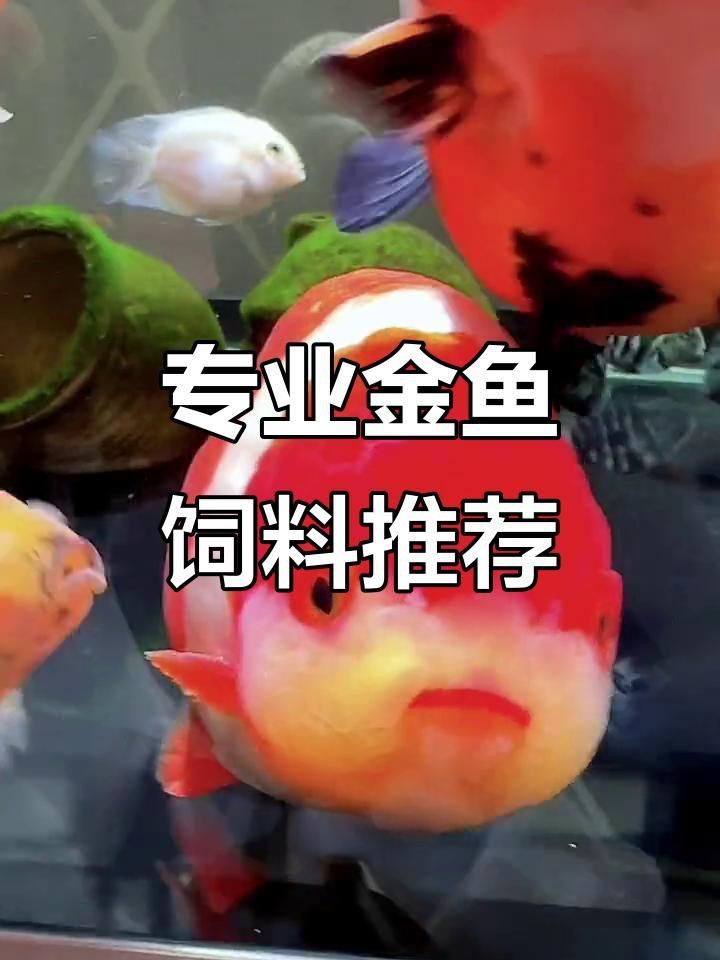 金魚糧哪個牌子最靠譜